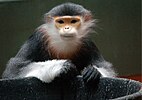 Red-shanked Douc at the Philadelphia Zoo.jpg