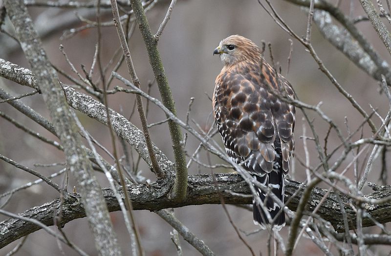  A red-shouldered hawk looking pensively to the left among bare winter branches