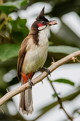 <span class="mw-page-title-main">Red-whiskered bulbul</span> Species of bird