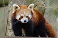 Red Panda (16733745939).jpg
