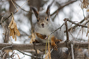 Red Squirrel