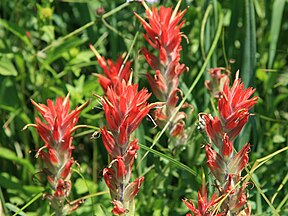 Castilleja miniata