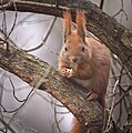 Red squirrel (50876553453).jpg