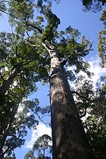 Thumbnail for Eucalyptus jacksonii
