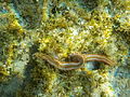 Red underwater animal Cyprus.JPG