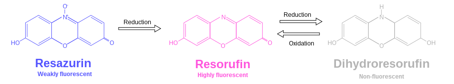 Resazurin resorufin dihydroresorufin.svg