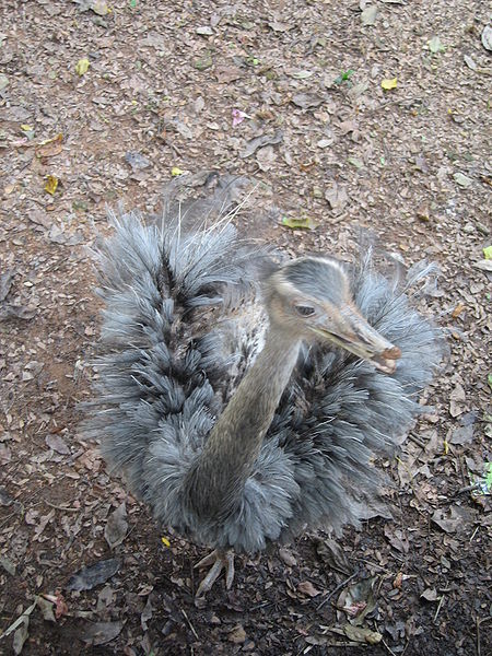 File:Rhea, Jurong BirdPark 3.JPG