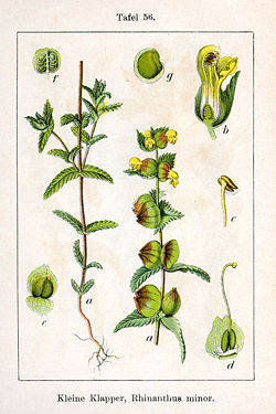 Tavla 56 i Johann Georg Sturm: Deutschlands Flora in Abbildungen, 1796 Illustratör Jacob Sturm