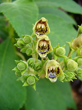 Rhytidophyllum tomentosum