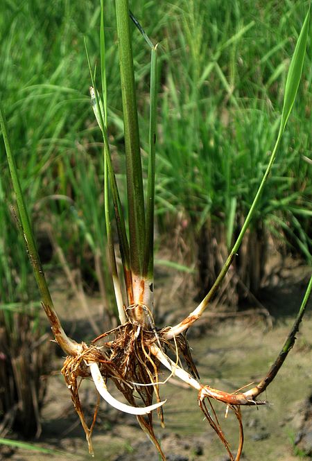 Tập_tin:Rice_rhizome.JPG