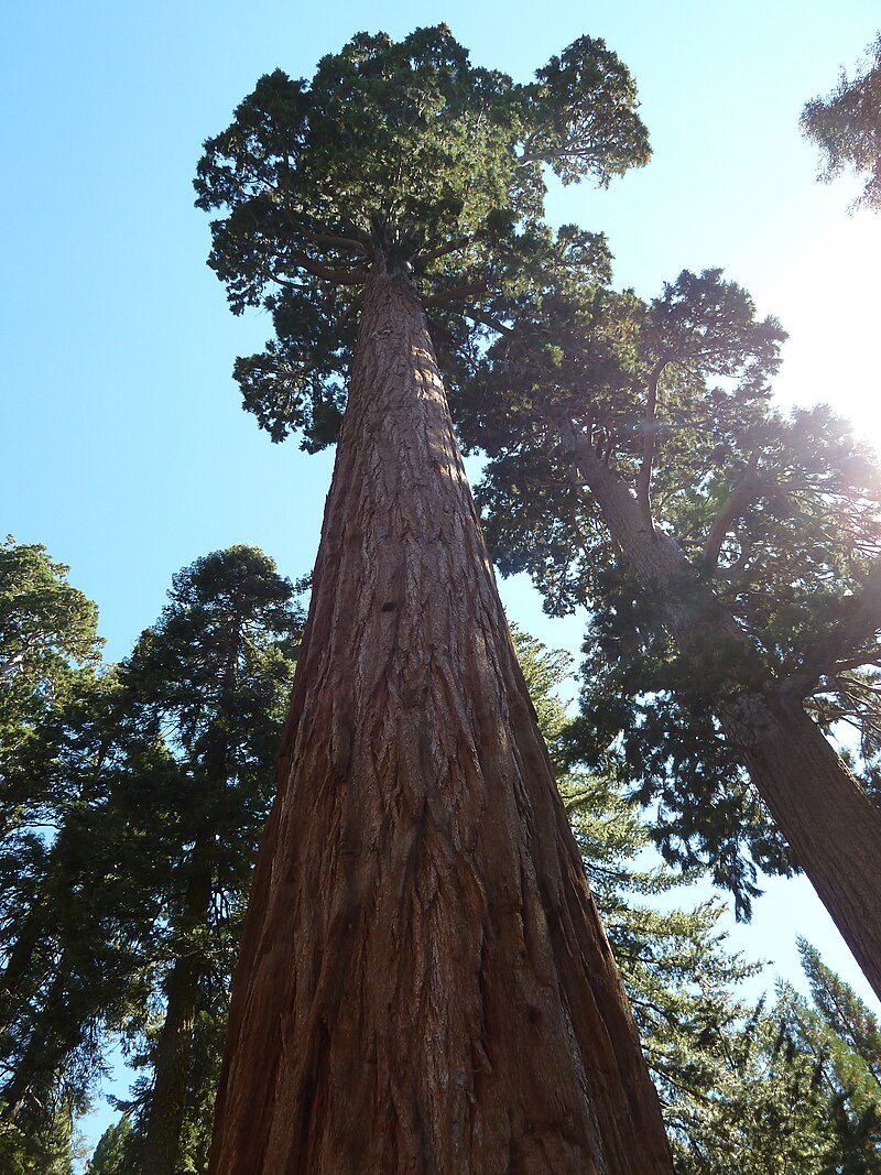 Tree volume measurement - Wikipedia