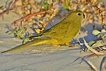 Thumbnail for File:Rock Parrot. - 15980302253.jpg