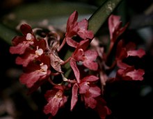Rodriguezia lanceolata - infl.jpg