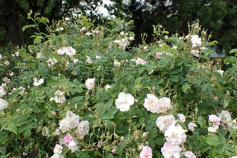 File:Rosa 'Maiden's Blush' kz03.jpg