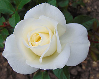 <i>Rosa</i> Moondance Floribunda rose cultivar