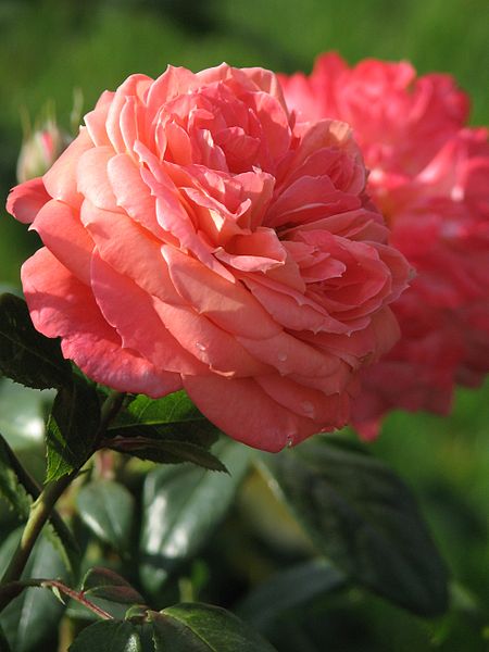 File:Rosa 'Queen of Hearts' 02.jpg