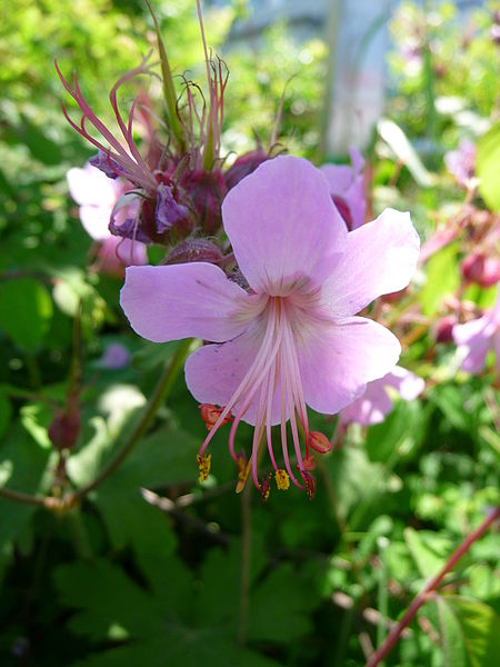 File:Rosa Blüten Geranium.JPG