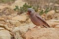 * Nomination Trumpeter Finch (Bucanetes githagineus) at Bouhedma N.PI, the copyright holder of this work, hereby publish it under the following license:This image was uploaded as part of Wiki Loves Earth 2024. --El Golli Mohamed 22:14, 23 June 2024 (UTC) * Promotion  Support Good quality. --Екатерина Борисова 23:47, 23 June 2024 (UTC)