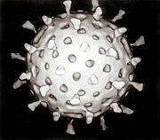 Rotavirus Reconstruction.jpg