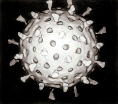 Ротавируси (Rotavirus)