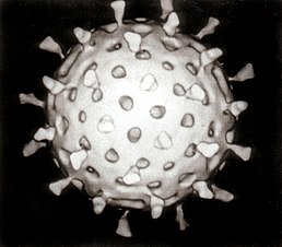 3-вимірна модель Ротавірусу