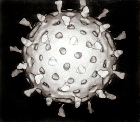 Rotavirus, computerreconstructie op basis van elektronencryomicroscopiegegevens