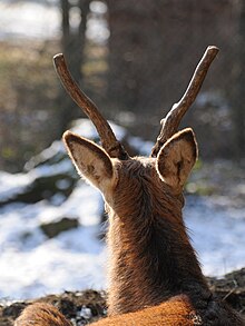 [7] Rothirsch mit zwei Stangen