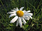 Anthemis nobilis flower