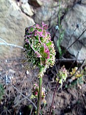 A Torà (Segarra - Catalunya)