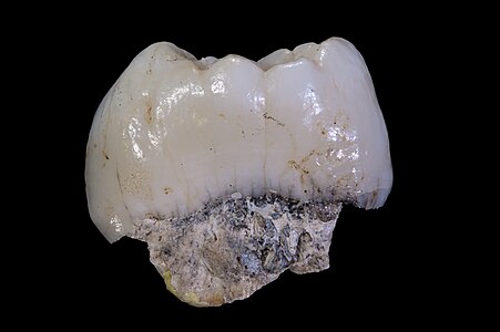 Dinte de Paranthropus robustus, 1,8 milioane vechime