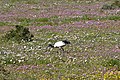 Sacred Ibis in the middle of flower carpet (47337715682).jpg
