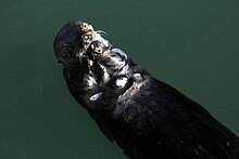 A sea otter at Moss Landing, California, eating what appear to be Mya arenaria Sae otter on moss landing 1.jpg