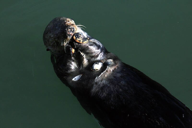 File:Sae otter on moss landing 1.jpg