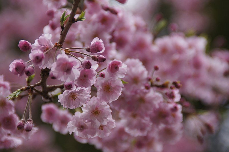 File:Sakura, Japan; April 2011 (10).jpg