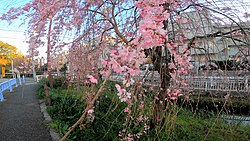 Sakura at Maruko Riverside Park in Tokyo.jpg