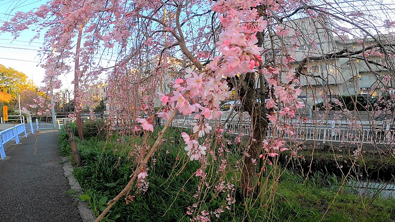 File:Sakura at Maruko Riverside Park in Tokyo.jpg