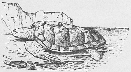 Une tortue sur une plage en bas d'une falaise.