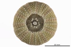 File:Salmacopsis pulchellimus - ECH-000349 hab-ven.tif (Category:Echinodermata in the Natural History Museum of Denmark)
