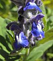 Salvia 'Ecuador'