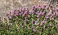 Saponaria ocymoides in Aveyron (19).jpg