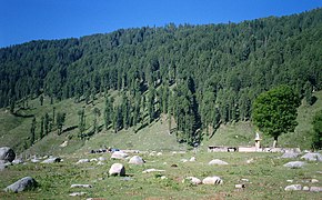 Sarthal Forest.jpg