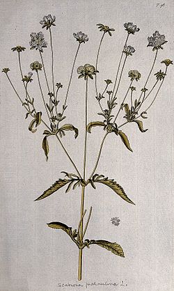 Scabious (Scabiosa palaestina L.); flowering stem and separa Wellcome V0042897ER.jpg