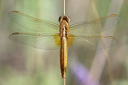 Scarlet darter (Crocothemis erythraea) female 2 Bulgaria.jpg