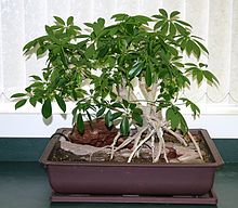 Get Bonsai Tree Indoor Plant Images