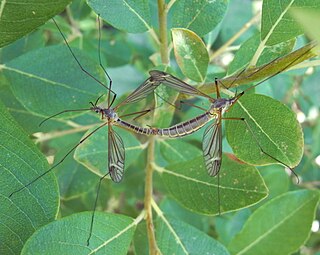 Die Schnaken (Tipulidae) sind 