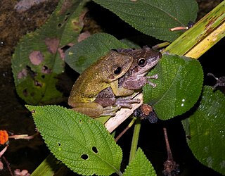 <i>Scinax ruber</i> species of amphibian