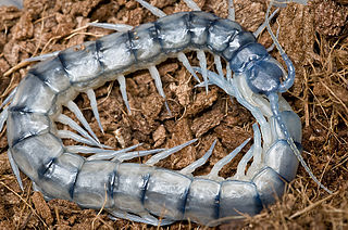 <i>Scolopendra</i>