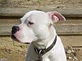 Scott Typ American Bulldog.jpg