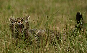 Gato Montés De Escocia: Taxonomía, Características, Distribución y hábitat