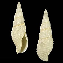 Seashell Belomitra leobrerorum.jpg